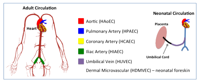 Human Endothelial – Somata